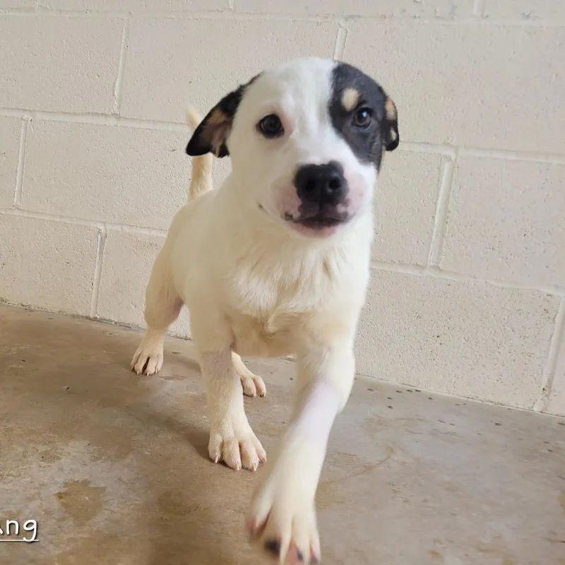 Boomerang thumbnail 3