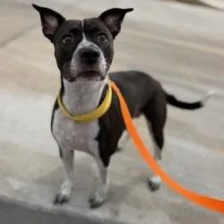 An adult medium-sized female Cattle Dog dog named Nutella for adoption in Bullhead City, AZ