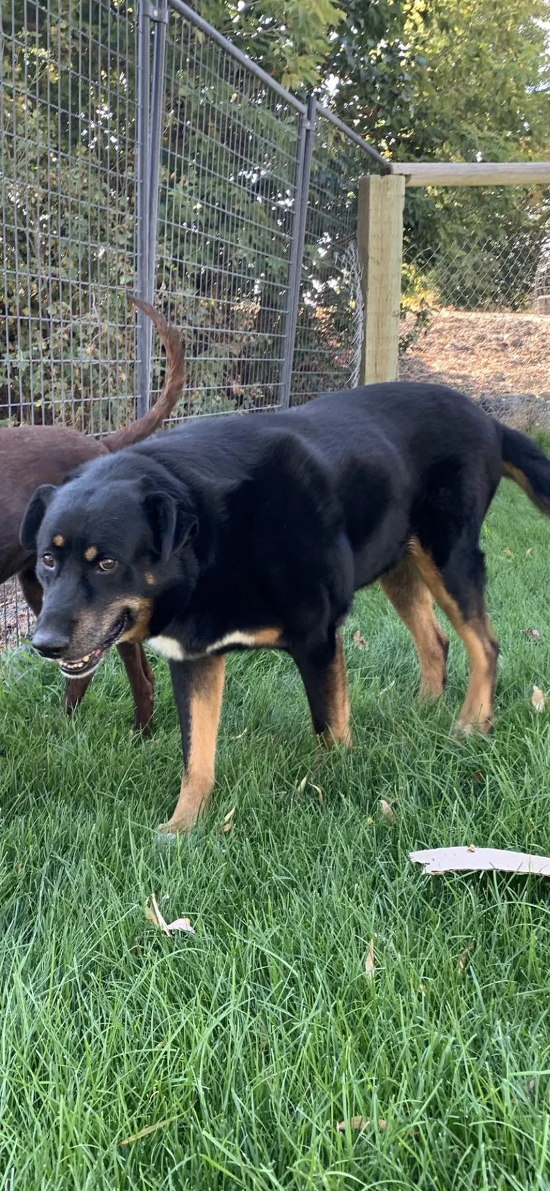 A senior large-sized male German Shepherd Dog dog named Doogie for adoption in Selah, WA