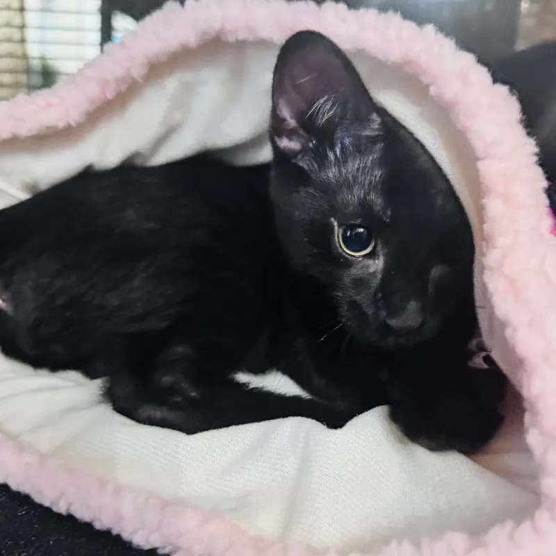 A baby small-sized male Black Domestic Short Hair cat named Nox for adoption in Liverpool, TX
