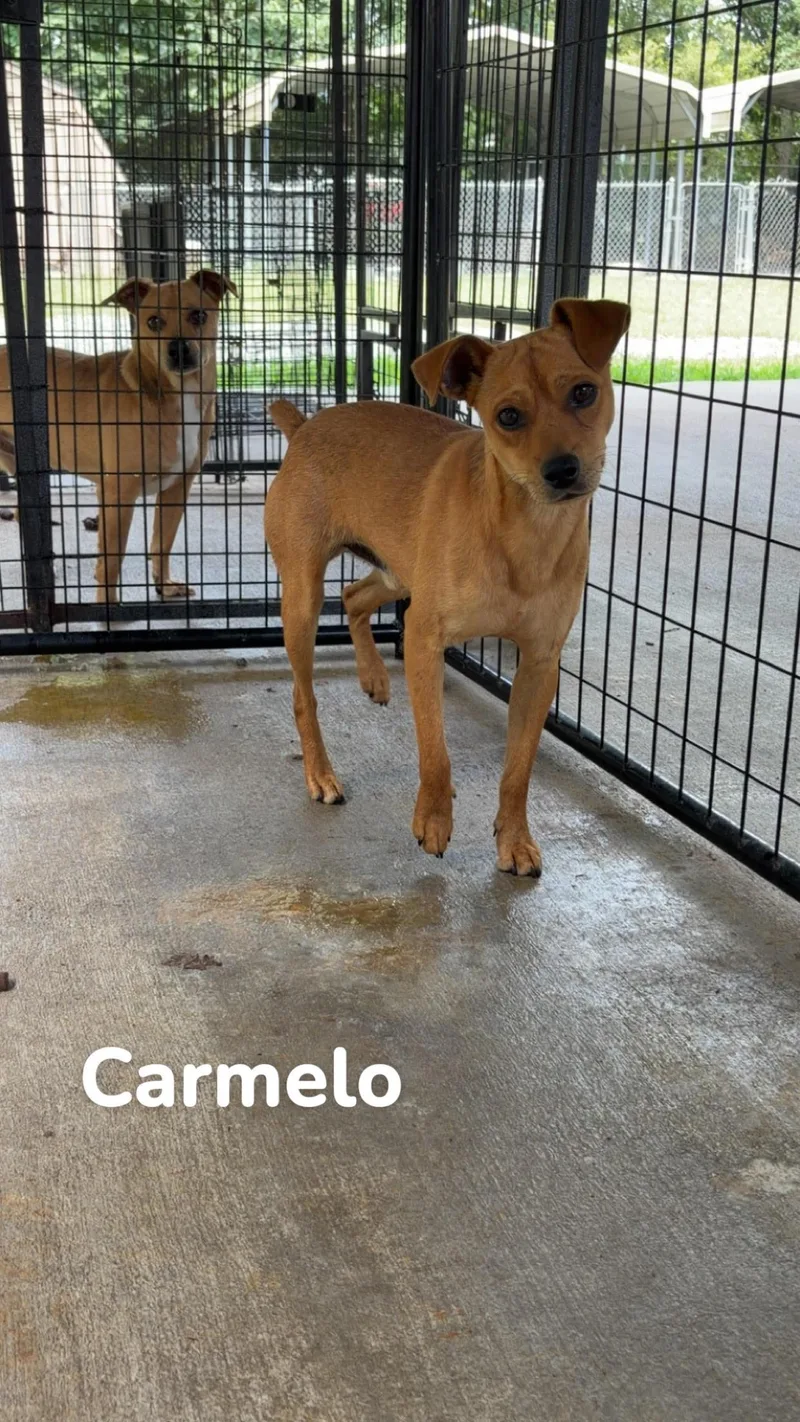 A young small-sized male Feist dog named Carmelo for adoption in Albemarle, NC