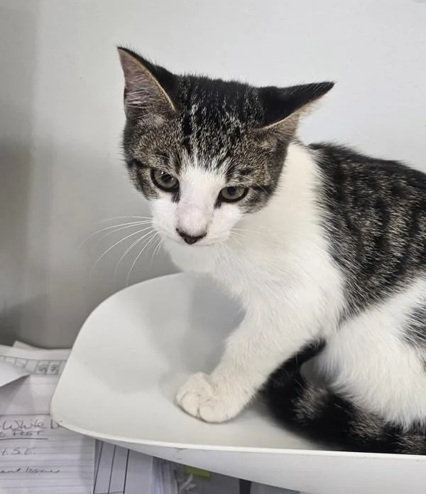 A young medium-sized male Domestic Short Hair cat named Spookster for adoption in Cleveland, TN