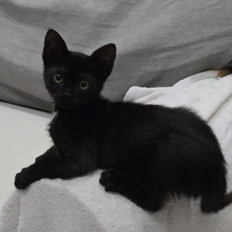 A baby small-sized female Black Domestic Short Hair cat named Starla for adoption in Jupiter, FL