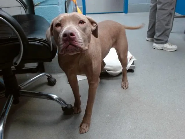 An adult small-sized female Mastiff dog named Almond for adoption in Albuquerque, NM