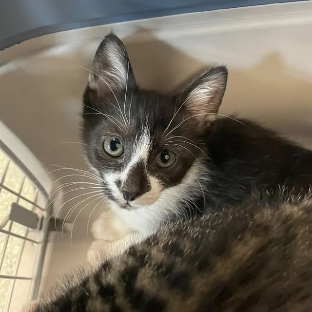 A baby small-sized female Domestic Short Hair cat named Miami for adoption in Tallahassee, FL