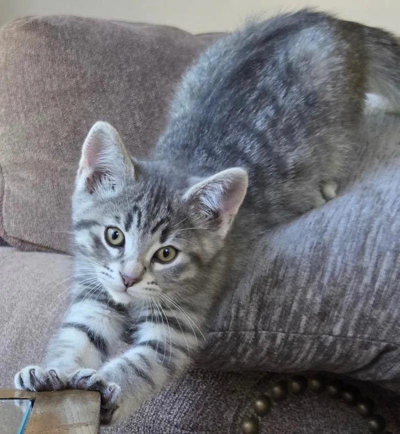 A baby medium-sized male Tabby (Gray / Blue / Silver) Domestic Short Hair cat named Sam for adoption in Amery, WI