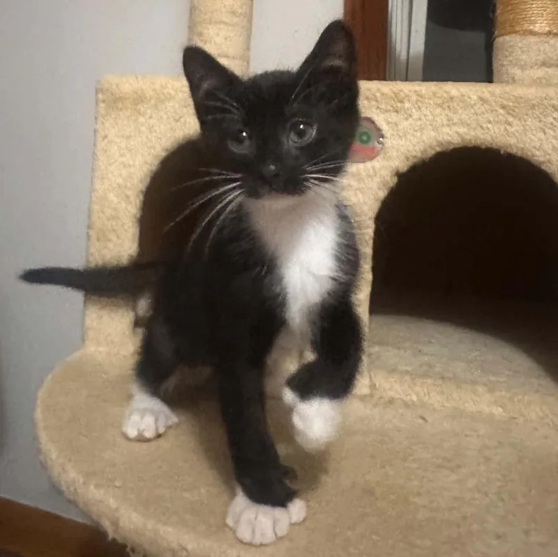 A baby small-sized male Black & White / Tuxedo Extra-Toes Cat / Hemingway Polydactyl cat named Mahogany for adoption in Milwaukee, WI