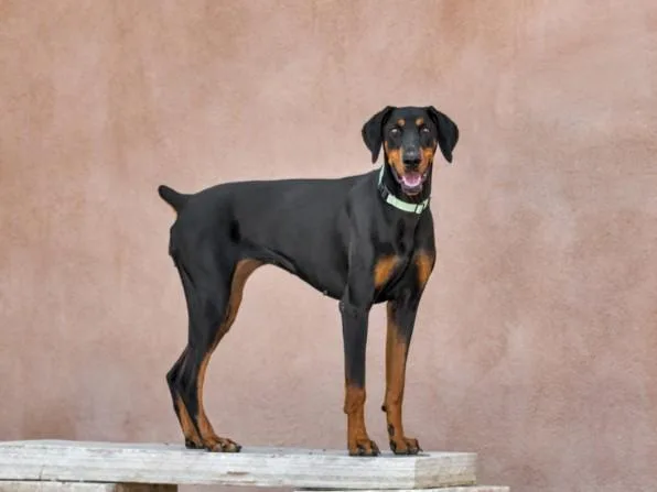 A young large-sized female Mixed Breed dog named Pantera for adoption in Santa Fe, NM