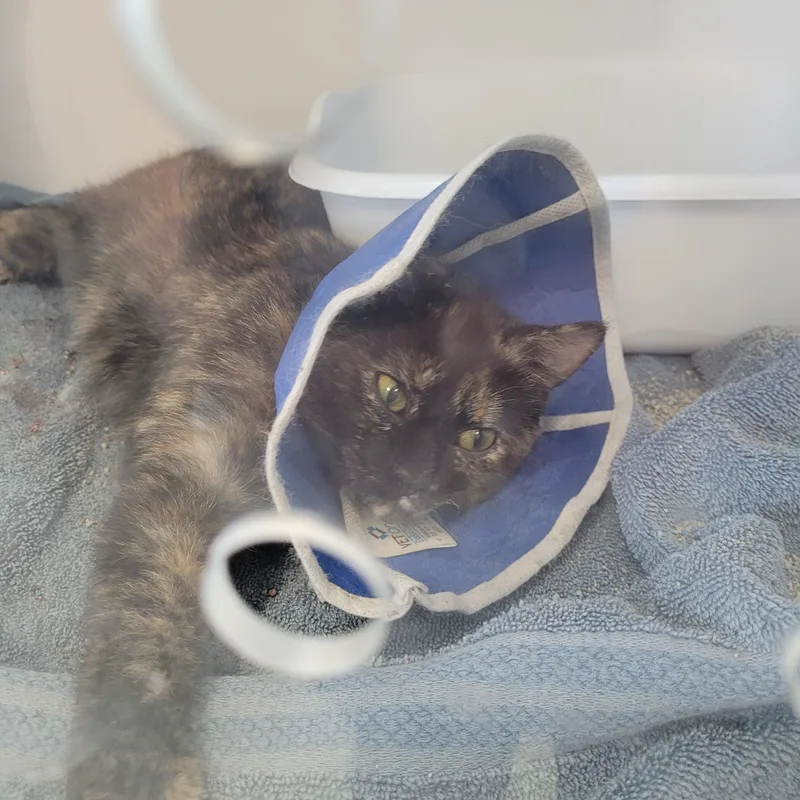 A young medium-sized female Tortoiseshell cat named Mack for adoption in Morris, MN