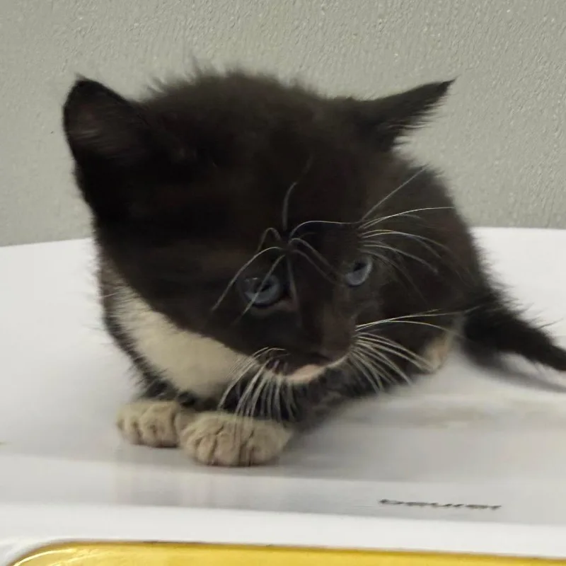 A baby small-sized female Black Domestic Short Hair cat named Kiko for adoption in Tampa, FL