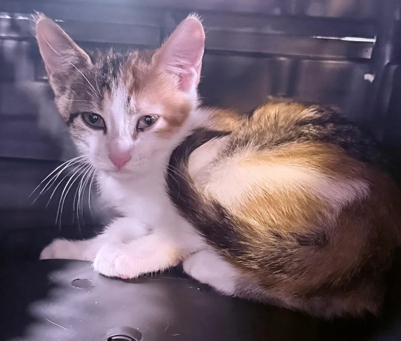 A young medium-sized female Domestic Short Hair cat named Hei Hei for adoption in Richland Hills, TX