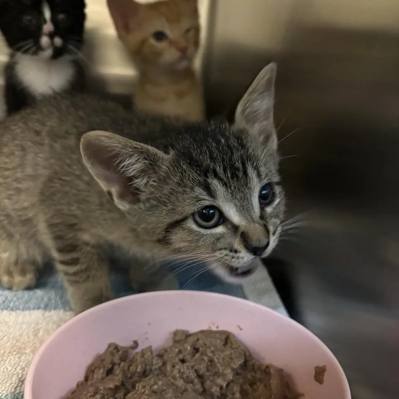 A baby small-sized male Brown / Chocolate Domestic Short Hair cat named Crusty for adoption in Council Bluffs, IA