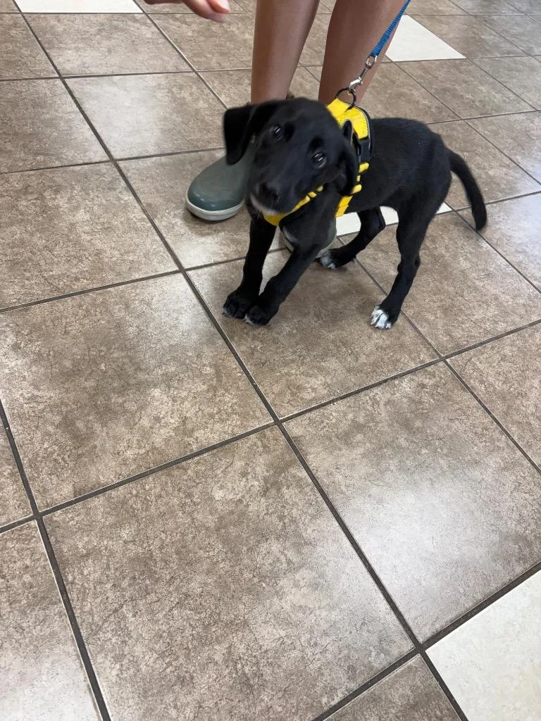 A baby medium-sized female Terrier dog named Maxi for adoption in Mocksville, NC