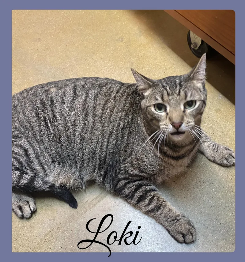 An adult medium-sized male Tabby (Brown / Chocolate) Tabby cat named Loki for adoption in Lawton, OK