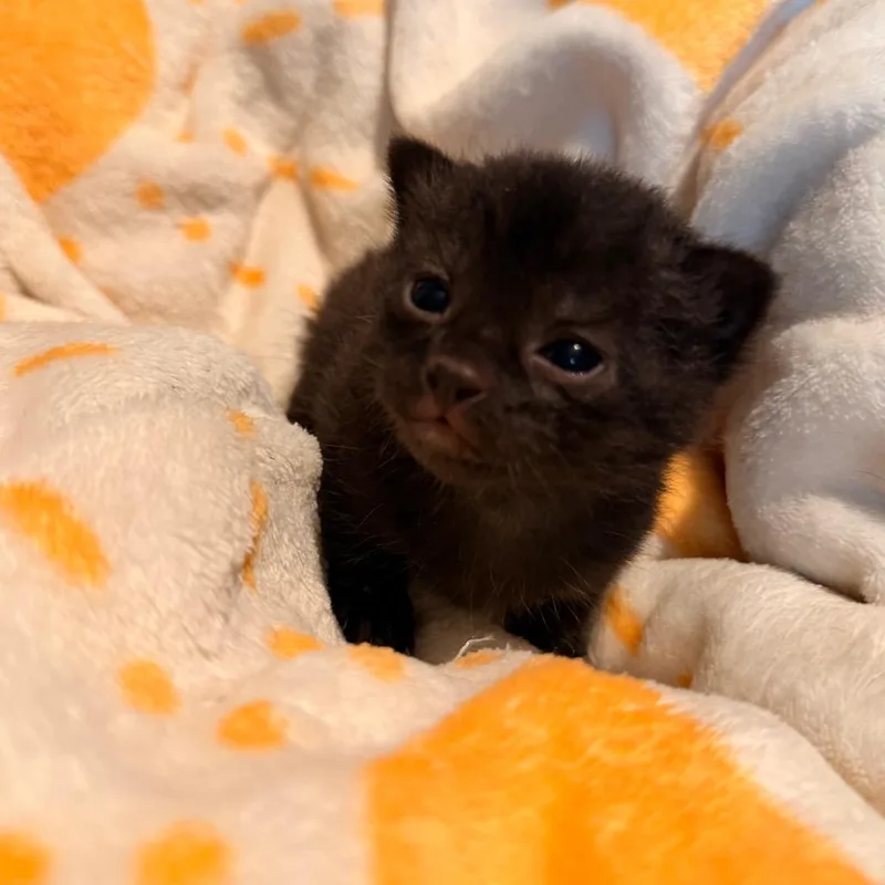 A baby small-sized male Gray / Blue / Silver Domestic Short Hair cat named Fox Trot for adoption in Austin, TX