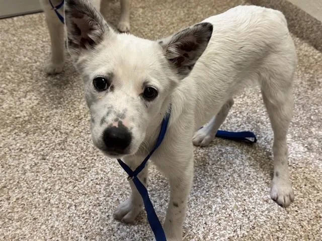 A young small-sized female Border Collie dog named Regina for adoption in Pueblo, CO