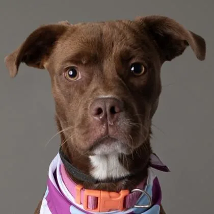 An adult medium-sized female Labrador Retriever dog named Manda for adoption in Jefferson, WI
