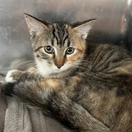 A baby small-sized female Torbie Domestic Short Hair cat named Poppy for adoption in Matteson, IL