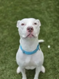 An adult large-sized female Mixed Breed dog named Zora for adoption in Savannah, GA