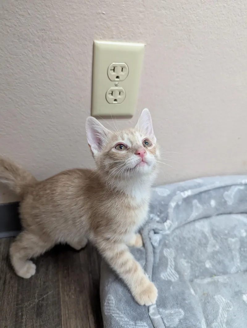 A baby medium-sized male Domestic Short Hair cat named Hobbes for adoption in Oconto, WI