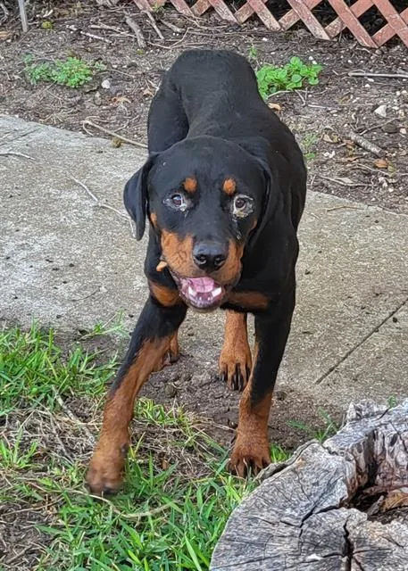 A young large-sized male Rottweiler dog named Cosmo for adoption in San Antonio, TX