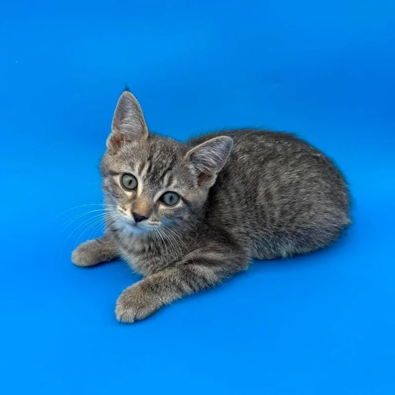 A baby small-sized female Brown / Chocolate Domestic Short Hair cat named Cinderella for adoption in Plainfield, IL