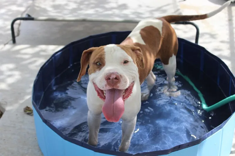 A young medium-sized male Pit Bull Terrier dog named Jax for adoption in Twentynine Palms, CA