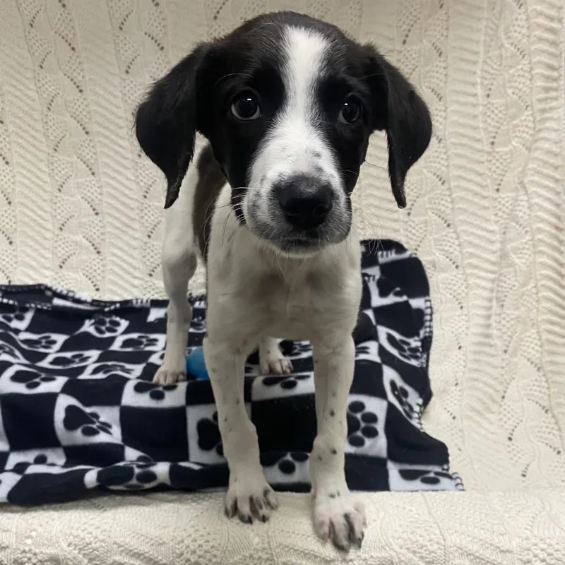 A baby small-sized female Black Mixed Breed dog named Tuktirey for adoption in Caryville, TN