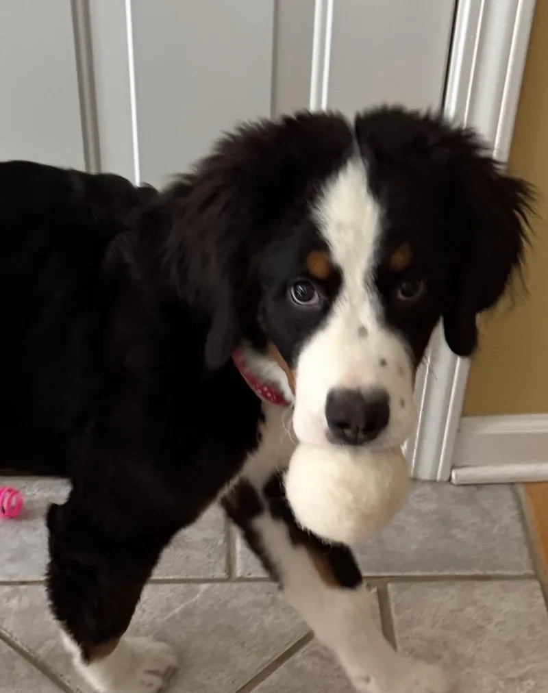 A baby large-sized male Tricolor (Brown, Black, & White) Bernese Mountain Dog dog named Bo for adoption in Franklin, TN