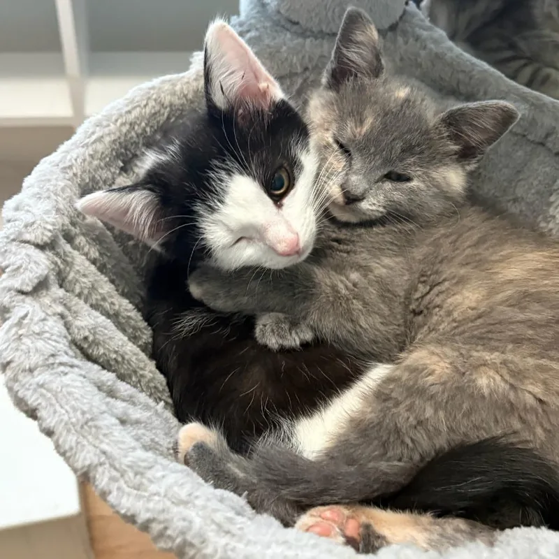 A young medium-sized male Black & White / Tuxedo Domestic Short Hair cat named Brogue for adoption in Evanston, IL