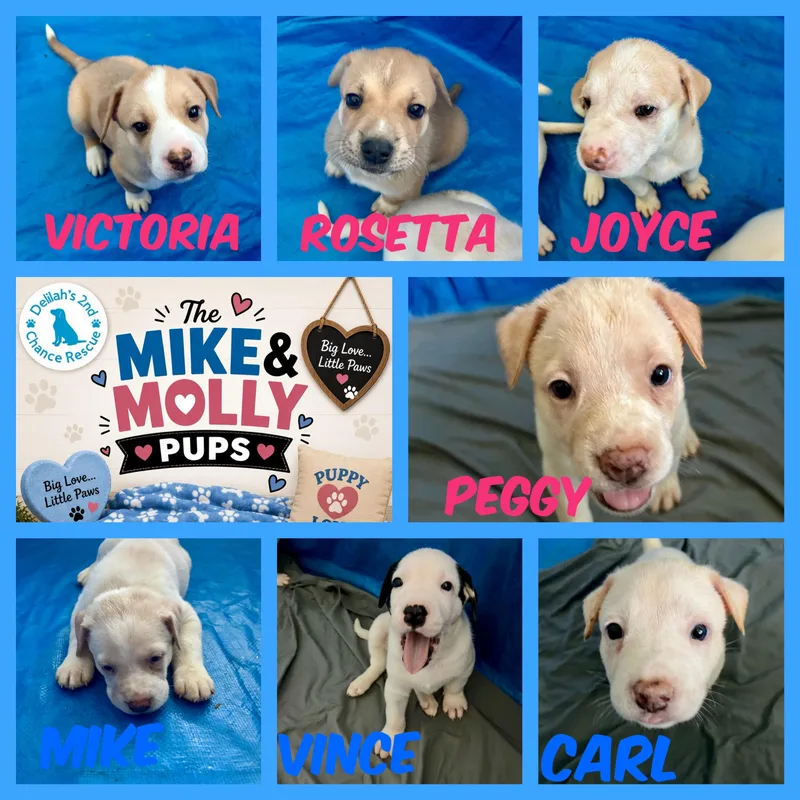 Mike & Molly Pups