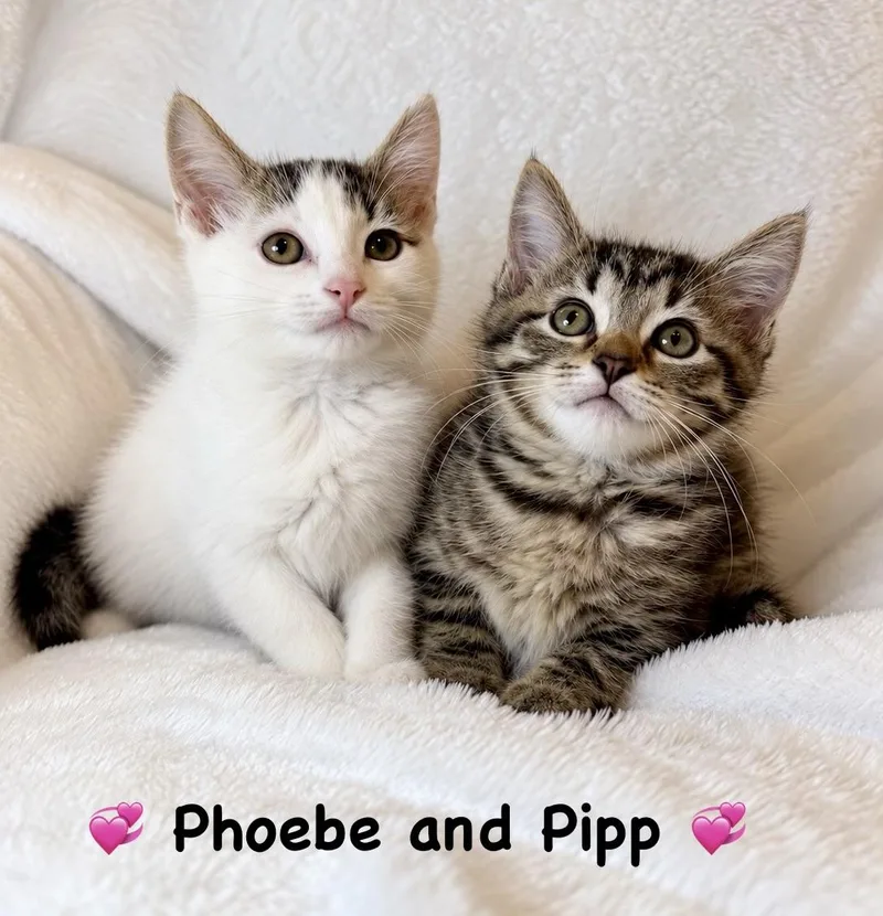 A baby medium-sized female Domestic Short Hair cat named Phoebe and Pipp for adoption in Copley, OH