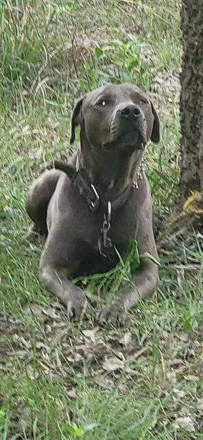 An adult medium-sized male American Staffordshire Terrier dog named Bubba for adoption in San Antonio, TX