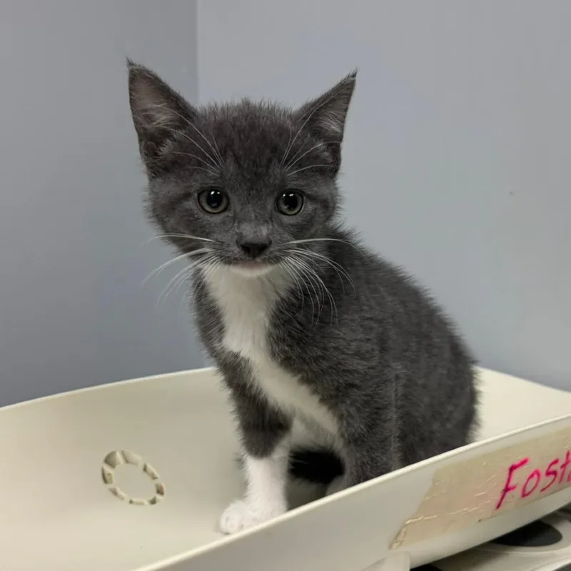 A baby small-sized female Gray / Blue / Silver Domestic Short Hair cat named Blue Bell for adoption in Columbus, GA