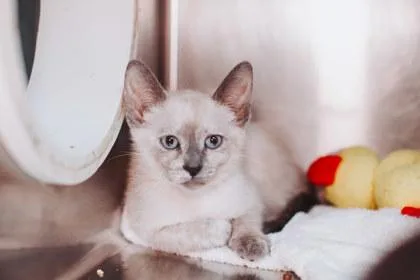 A London Petco North thumbnail 2