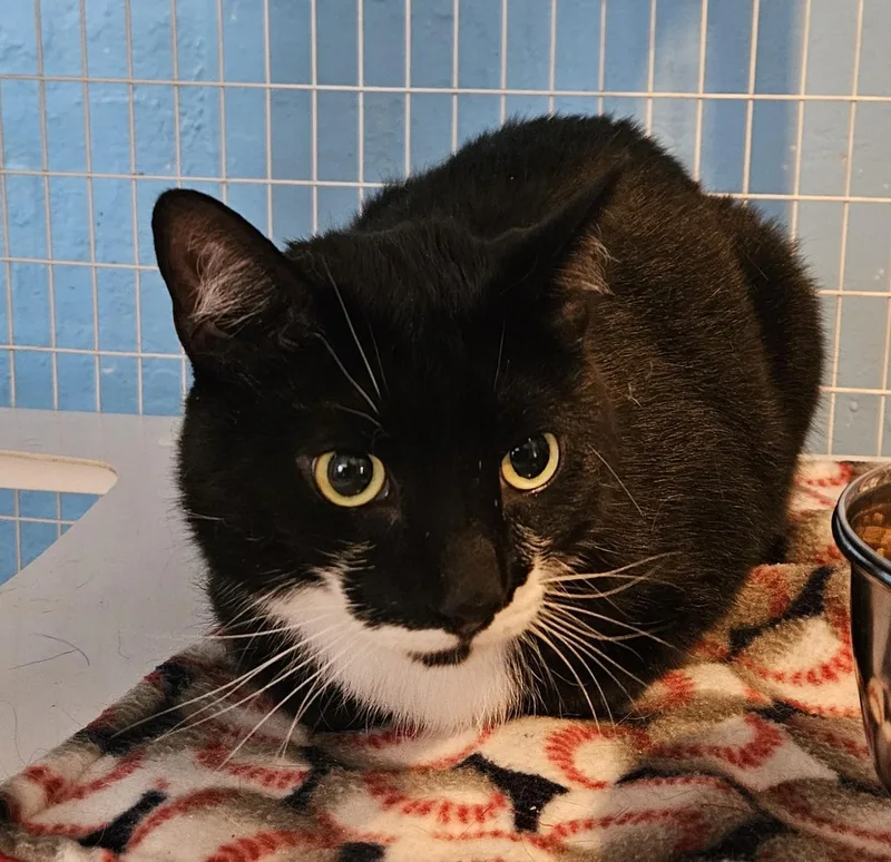 An adult medium-sized male Domestic Short Hair cat named Clayton & Clayborn BONDED for adoption in Claremont, NH