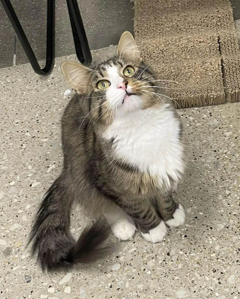 An adult large-sized male Tabby (Buff / Tan / Fawn) Domestic Medium Hair cat named Murdock for adoption in Grayslake, IL