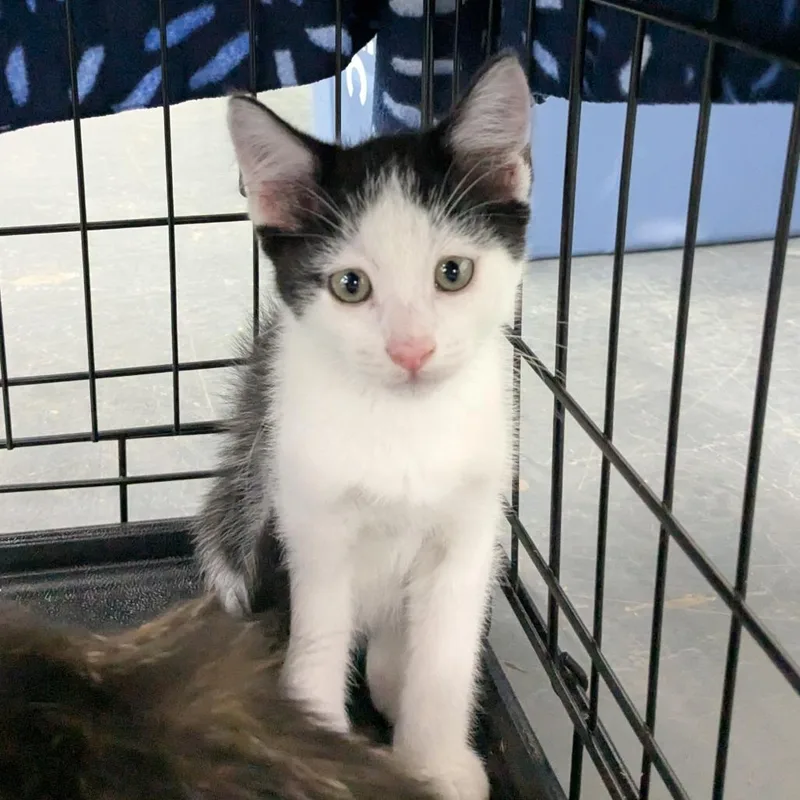 A baby small-sized male Black Domestic Short Hair cat named Lee for adoption in Huntsville, AR