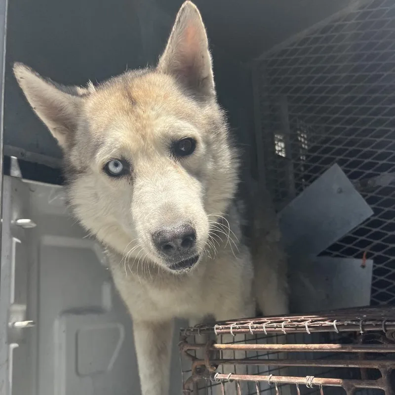 An adult medium-sized male White / Cream Husky dog named Giggle McDimples for adoption in Edinburg, TX