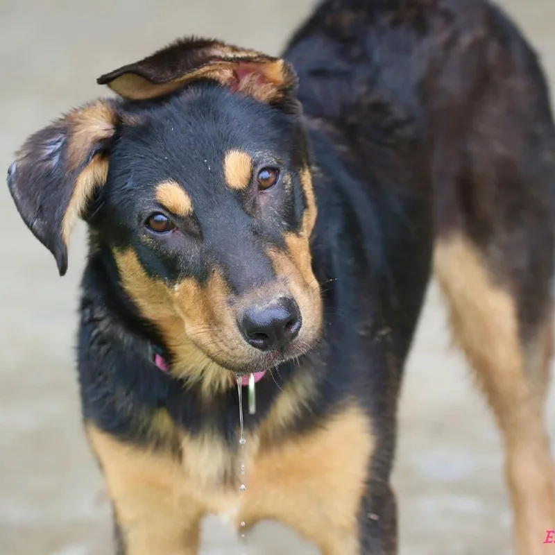 A young medium-sized female Black Mixed Breed dog named Moe for adoption in Buffalo, MN