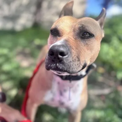 An adult medium-sized female Mixed Breed dog named Boo for adoption in Merriam, KS