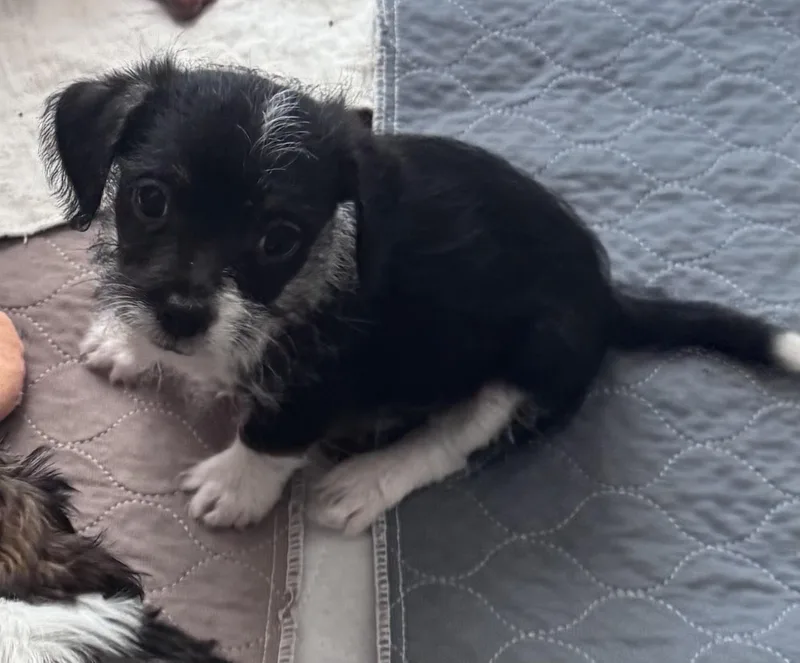 A baby small-sized male Maltese dog named Liam for adoption in Monroe, NC