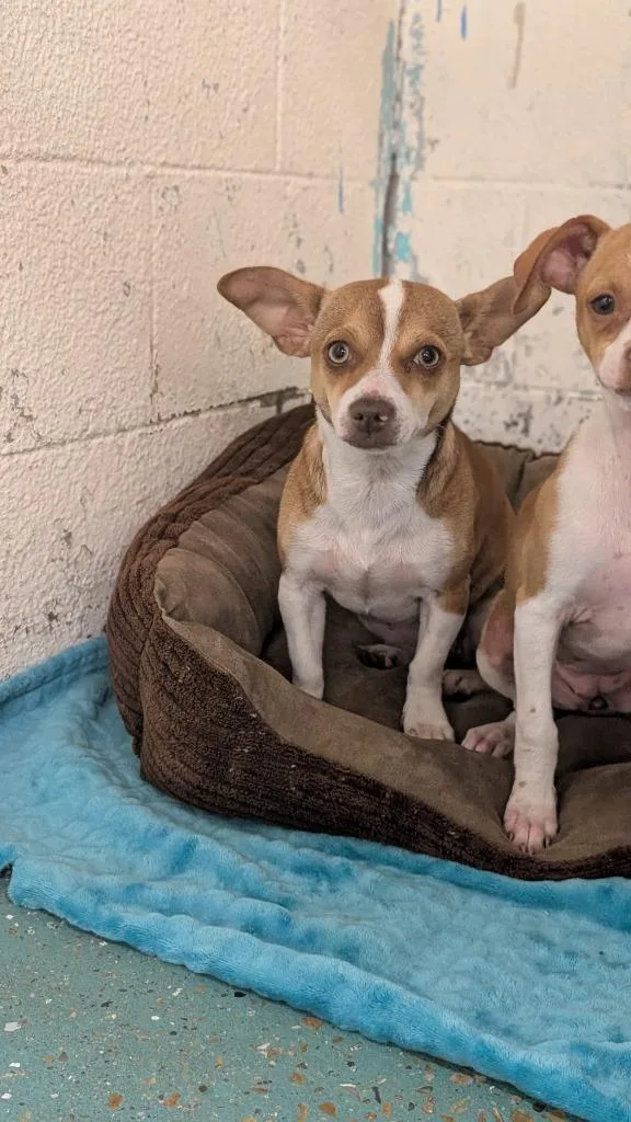 A young small-sized female Chihuahua dog named Marley for adoption in Seven Points, TX