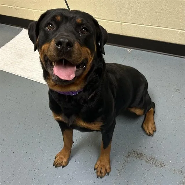 An adult large-sized female Rottweiler dog named Reina for adoption in Denver, CO