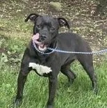 A young medium-sized female Pit Bull Terrier dog named Missy Moo for adoption in New Castle, IN