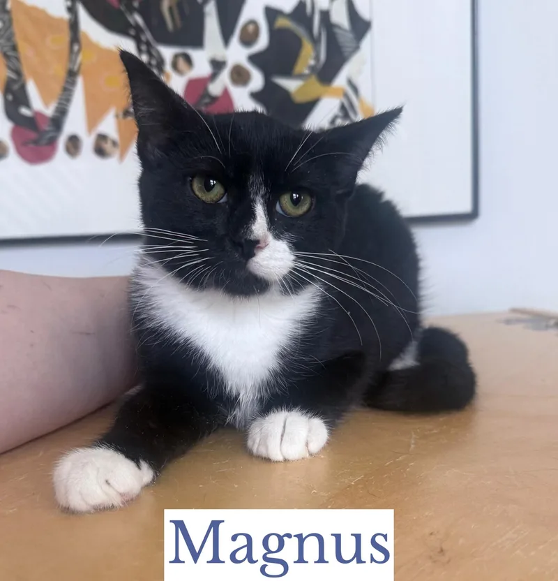 A baby medium-sized male Black & White / Tuxedo Domestic Short Hair cat named Magnus for adoption in Berkeley Springs, WV