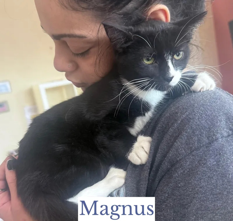 Magnus thumbnail 2