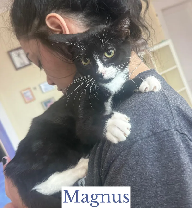 Magnus thumbnail 3