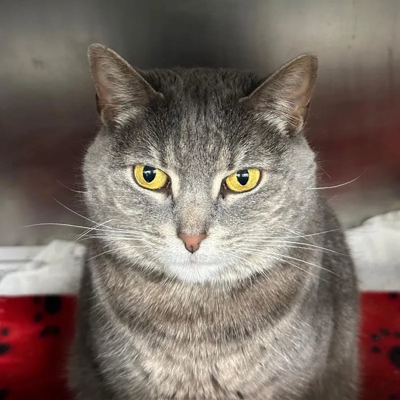 An adult small-sized female Domestic Short Hair cat named Pearly Pearl for adoption in Chicago, IL