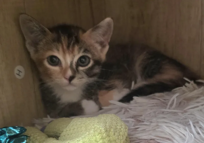 A young medium-sized female Tabby (Brown / Chocolate) Domestic Short Hair cat named Ziti for adoption in Mission Viejo, CA